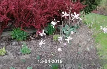 Kwieceiń plecień… – Ogród w mieście