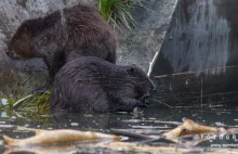 Tarnobrzeg: Na Przywiślu mieszkają bobry (fotoreportaż oraz video HD