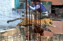 Dziki leopard w Meerut, Indie. [ang]