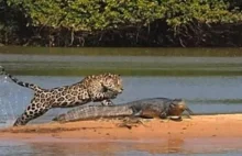 Jaguar upolował krokodyla