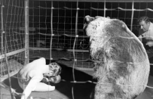 Nietypowa walka bokserska z niedźwiedziem.