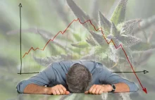 Marihuana na giełdzie, 8 tysięcy procent zysku