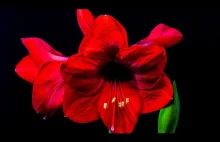 Amaryllis Flower Blooming TimeLapse 4K 60 fps | Kwitnięcie Amarylisa (...