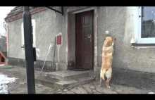 Pies, który sam otwiera drzwi i dzwoni dzwonkiem.
