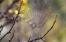 Psychodeliczne pajęczyny - o facecie, który karmił pająki grzybkami i strychniną