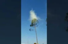 Chmura pyłków powstająca podczas usuwania drzewa