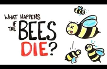Co się stanie, jeśli wszystkie pszczoły wyginą?