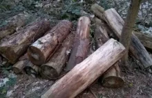 Porzucone drewno w lesie na Obłużu przeszkadza mieszkańcom