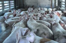 Rosja zakazuje importu żywych świń z USA