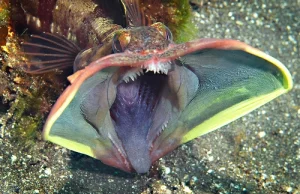 Jedna z najbardziej przerażających ryb na świecie.
