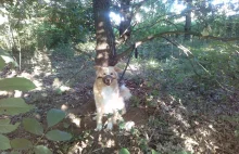 Pies przywiązany do drzewa - internauci szukają właściciela (FOTO