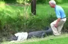Dziadek próbuje dosiąść aligatora