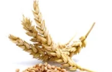 5 głównych rodzai zbóż