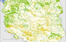 W jakim stanie są polskie lasy?