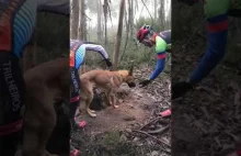Ktoś zostawił psa na śmierć w środku lasu