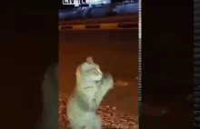 Sprytny i przebiegły kot w Arabii Saudyjskiej