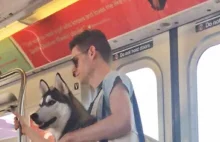 Psy w nowojorskim metrze przewożone w torbach