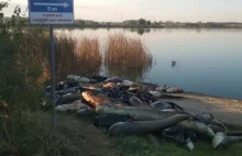 Dwie tony śniętych ryb na brzegu jeziora koło Legnicy