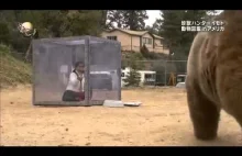 Niedźwiedź vs. kobieta w przeźroczystym pudełku