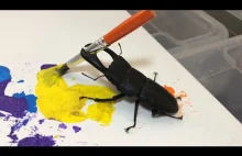 Malarstwo w wykonaniu chrząszcza