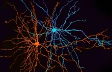 Naukowcy odkryli neurony, które odpowiadają za przetwarzanie różnych emocji