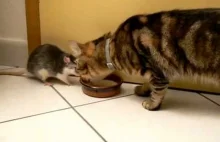 Kot i mysz piją mleko z jednej miski.