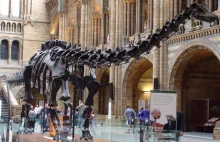 Diplodoki nie należą do grupy Dinozaurów – szokujące odkrycie
