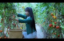 抢在番茄掉果之前，全收回来弄点好吃的——红宝石番茄酱 Harvest Tomatoes before They Drop Off to Make...