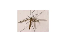 Komar czy może komarnica?