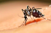 Eksperyment z modyfikowanymi genetycznie komarami wymknął się spod kontroli