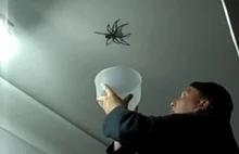 Co tak naprawdę potrafią pająki?