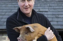 David Cameron aka Hameron - świńska sprawa establishmentu