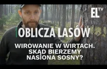 Wirowanie w Wirtach. Skąd bierzemy nasiona sosny? | Oblicza lasów...