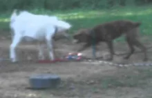 brutal fight pitbull vs goat