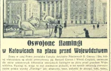 Heheszki na Prima aprilis w przedwojennym Śląsku: Grażyński, Bismarck i flamingi