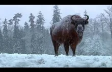 Wild Poland | Documentary [HD