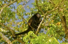 Wycinka lasów zmienia komunikację u małp