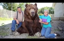 Życie z niedźwiedziami kodiackimi