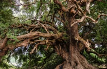 Rekord świata. Etiopczycy zasadzili 353 miliony drzew w jeden dzień.