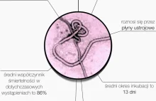 Ebola - wirus ewolucyjnie ułomny?