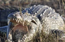 Australia: Krokodyle i węże na ulicach. „Nigdy wcześniej nie widzieliśmy tego"