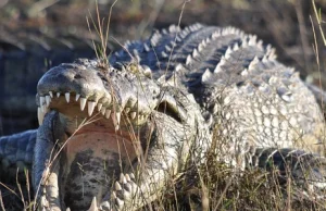 Australia: Krokodyle i węże na ulicach. „Nigdy wcześniej nie widzieliśmy tego"