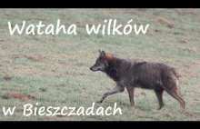 Wataha wilków w Bieszczadach.