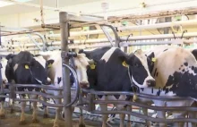 Pani naukowiec z USA: Dojenie krów to napaść seksualna