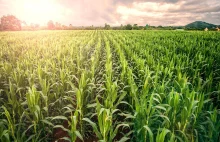 GMO miały mieć same zalety i rozwiązać problem głodu na świecie. GMO pod lupą.