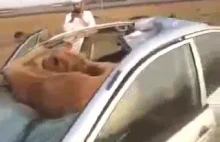 Wielbłąd w samochodzie