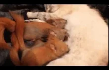 Kocia mama adoptuje osierocone wiewiórki