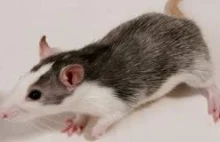 Szczur saper pomoże w wykrywaniu min.