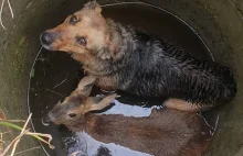 Wielkopolskie. Pies i sarna razem wpadły do studni we wsi Krzewina