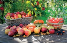Czy stare odmiany jabłek znikną z polskich ogrodów?